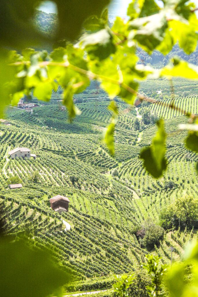 Osteria senz'oste: colline verdi, filari