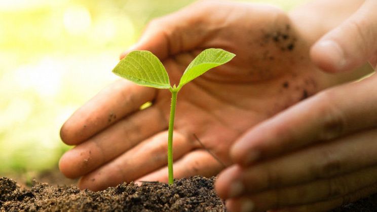 stagionalità degli alimenti: mani a conca, piantina germogliata nella terra