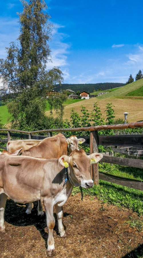 mucche nel recinto, alberi, cielo azzurro, prato verde