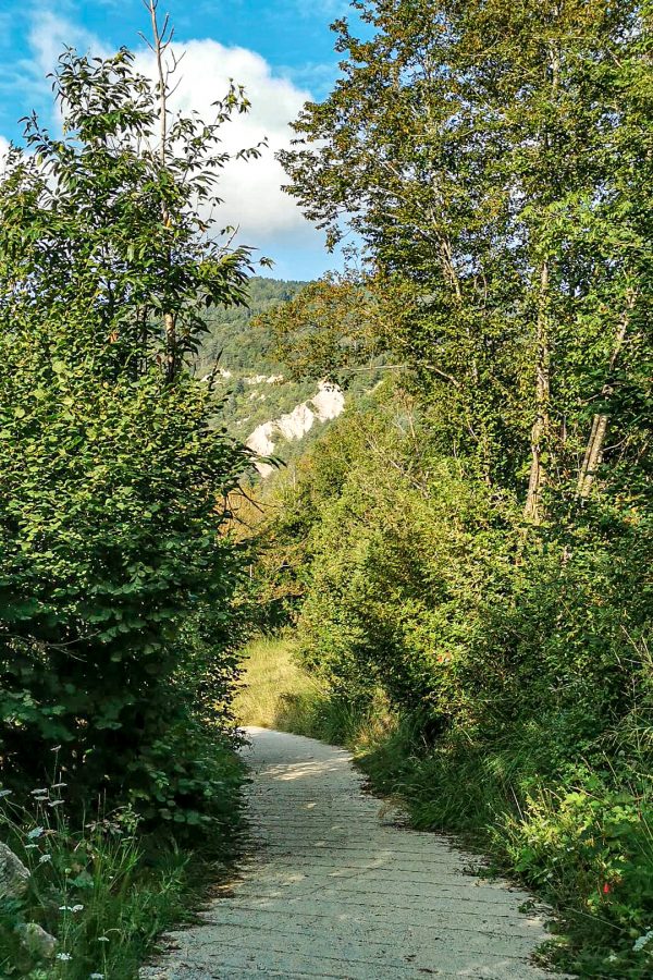 Brent de l'art: Strada in mezzo alle piante verdi, cielo azzurro