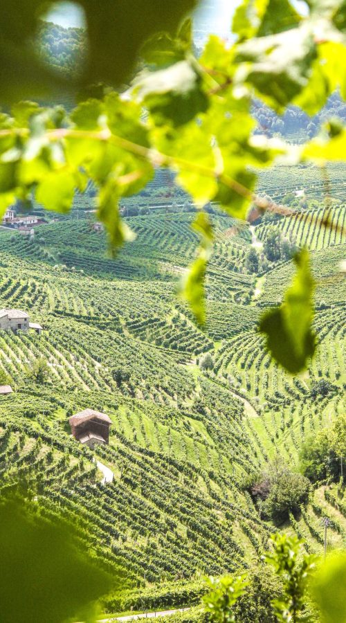 Osteria senz'oste: colline verdi, filari